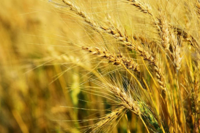 Agronegocios: disminución de las reservas mundiales de cereales